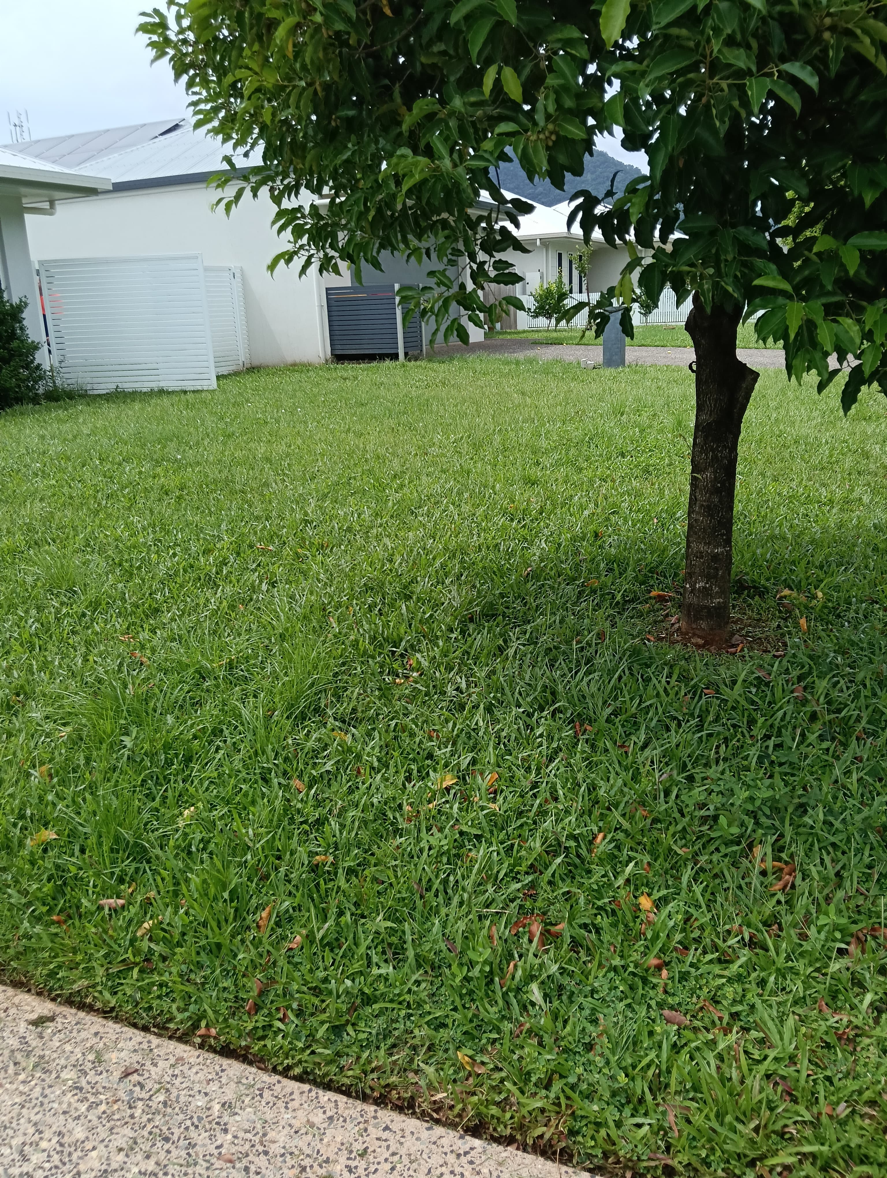 Front lawn mowing - Before