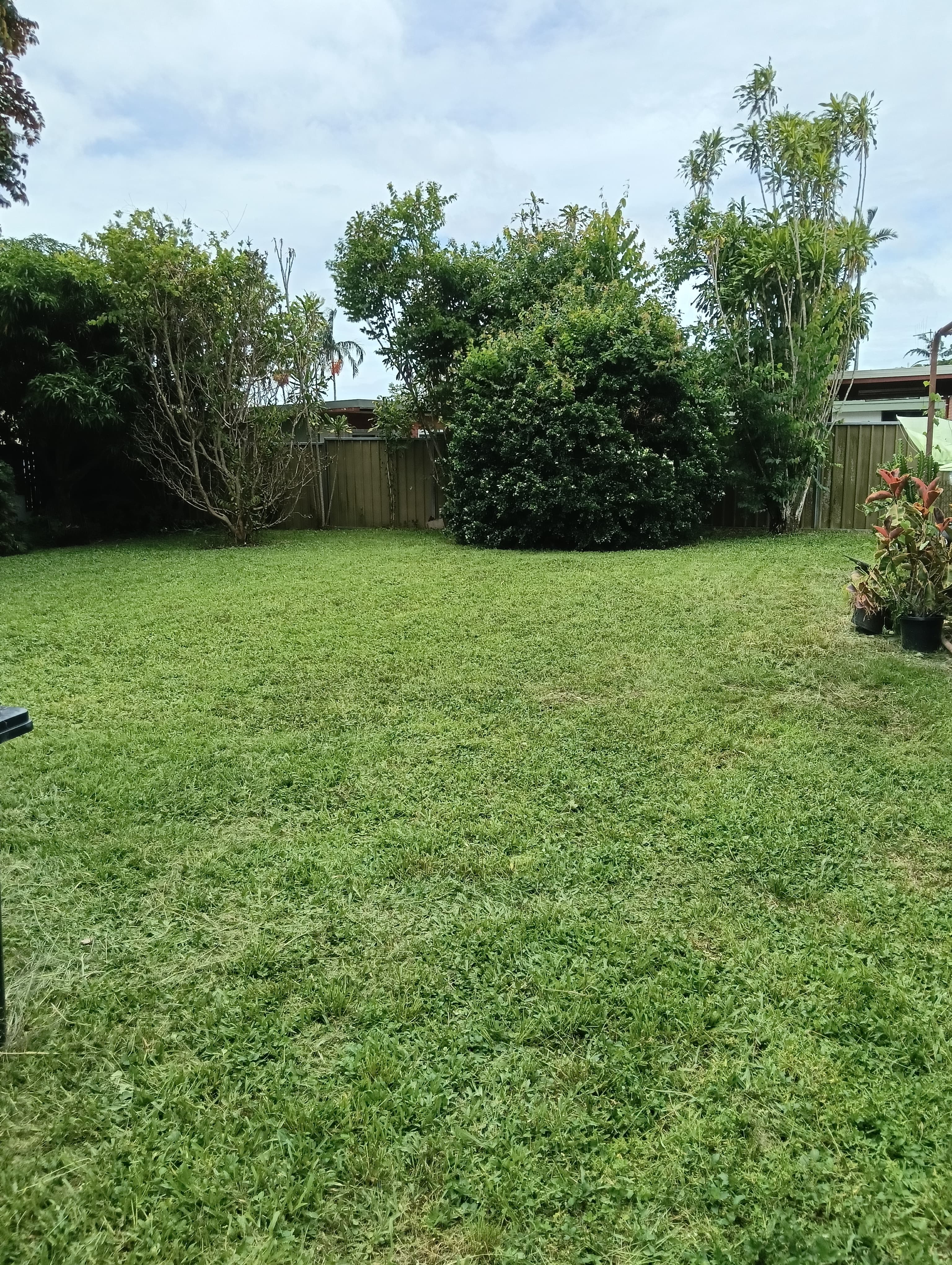 Beautiful lawn background